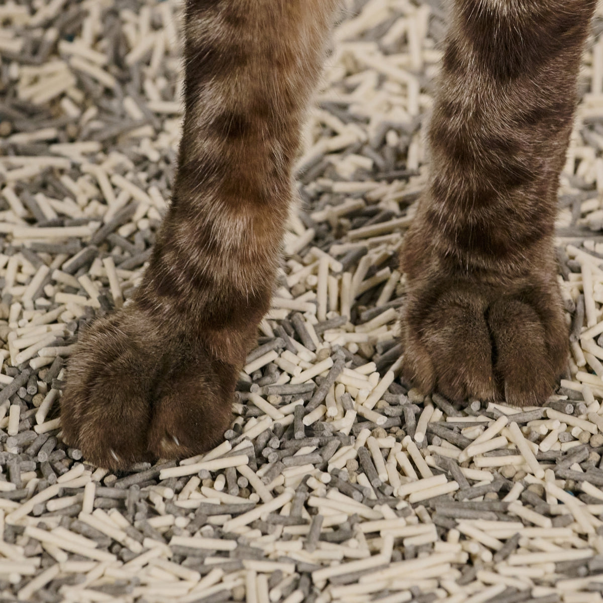 Really Great Cat Litter - OdorStop image 2