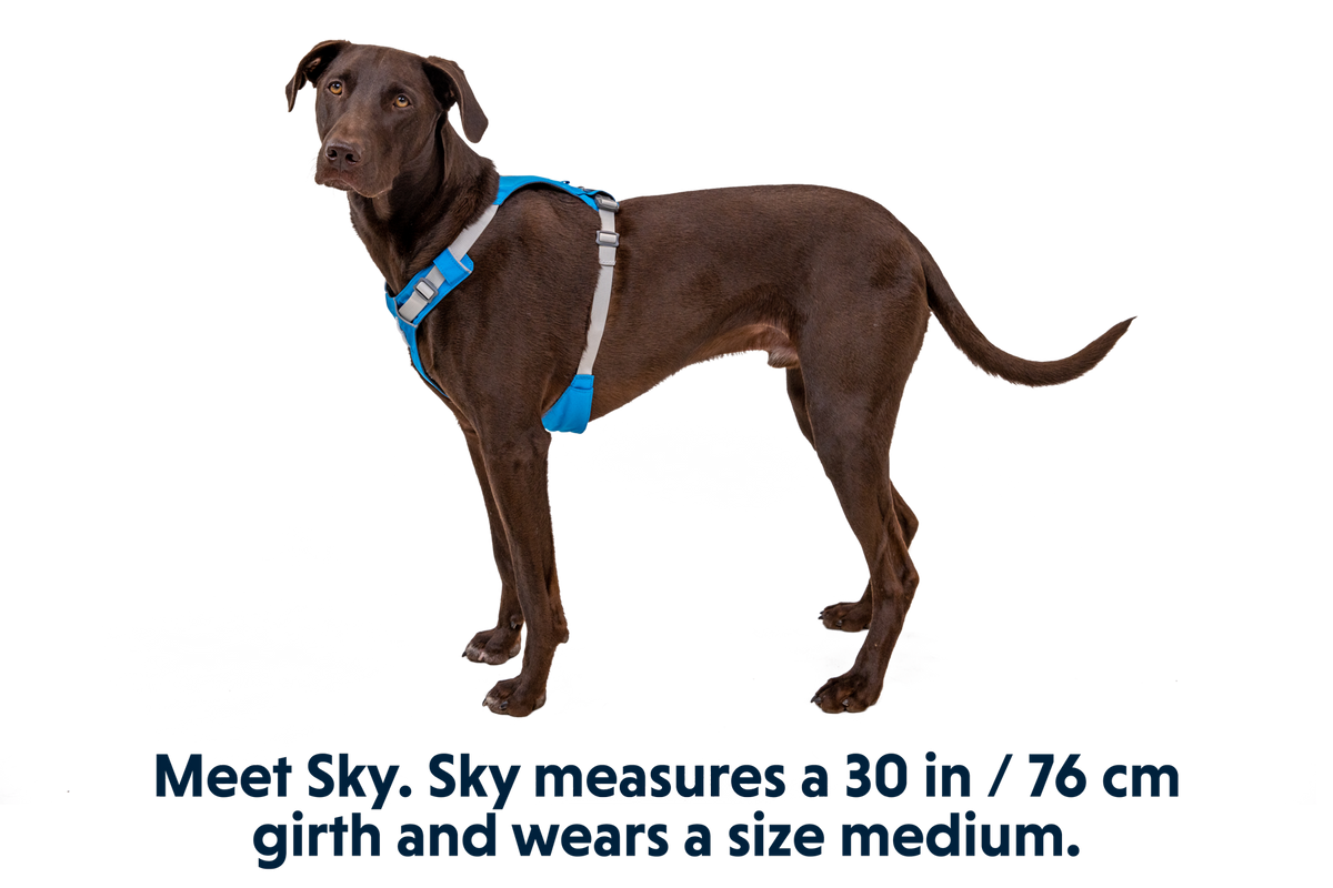 Hi & Light™ Lightweight Dog Harness image 5
