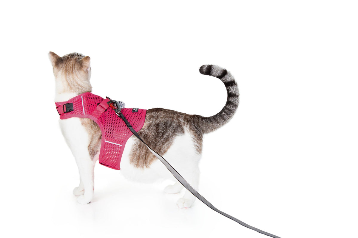 Martingale Calming Harness for cats image 2