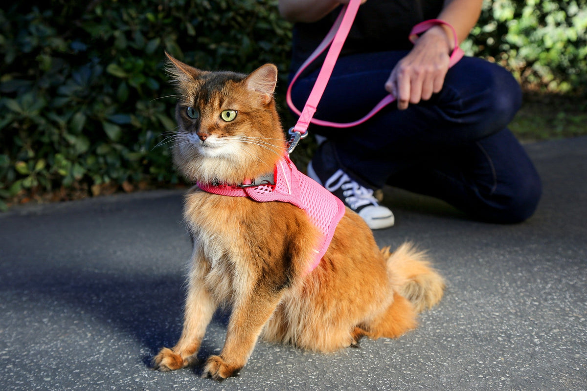 Martingale Calming Harness for cats image 4