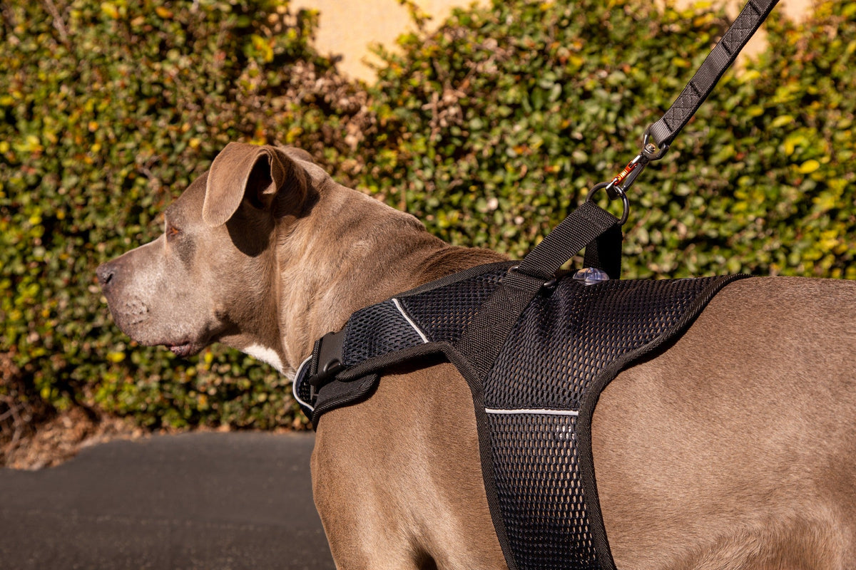 Martingale Calming Harness for dogs image 3
