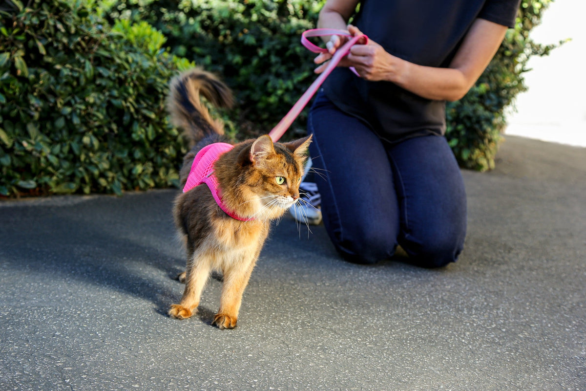 Martingale Calming Harness for cats image 5