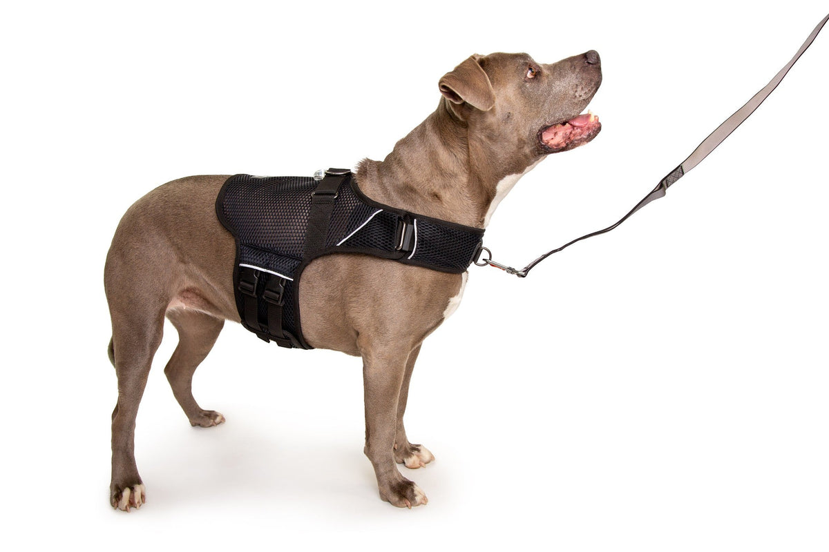 Martingale Calming Harness for dogs product image