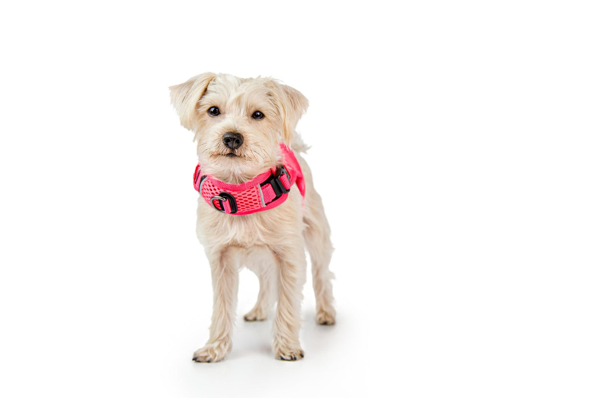 Martingale Calming Harness for dogs image 5
