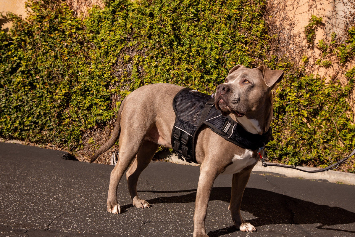 Martingale Calming Harness for dogs image 4