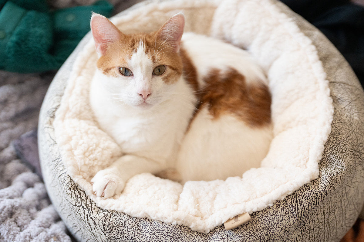 Feline Frenzy Donut Cuddler Bed image 2