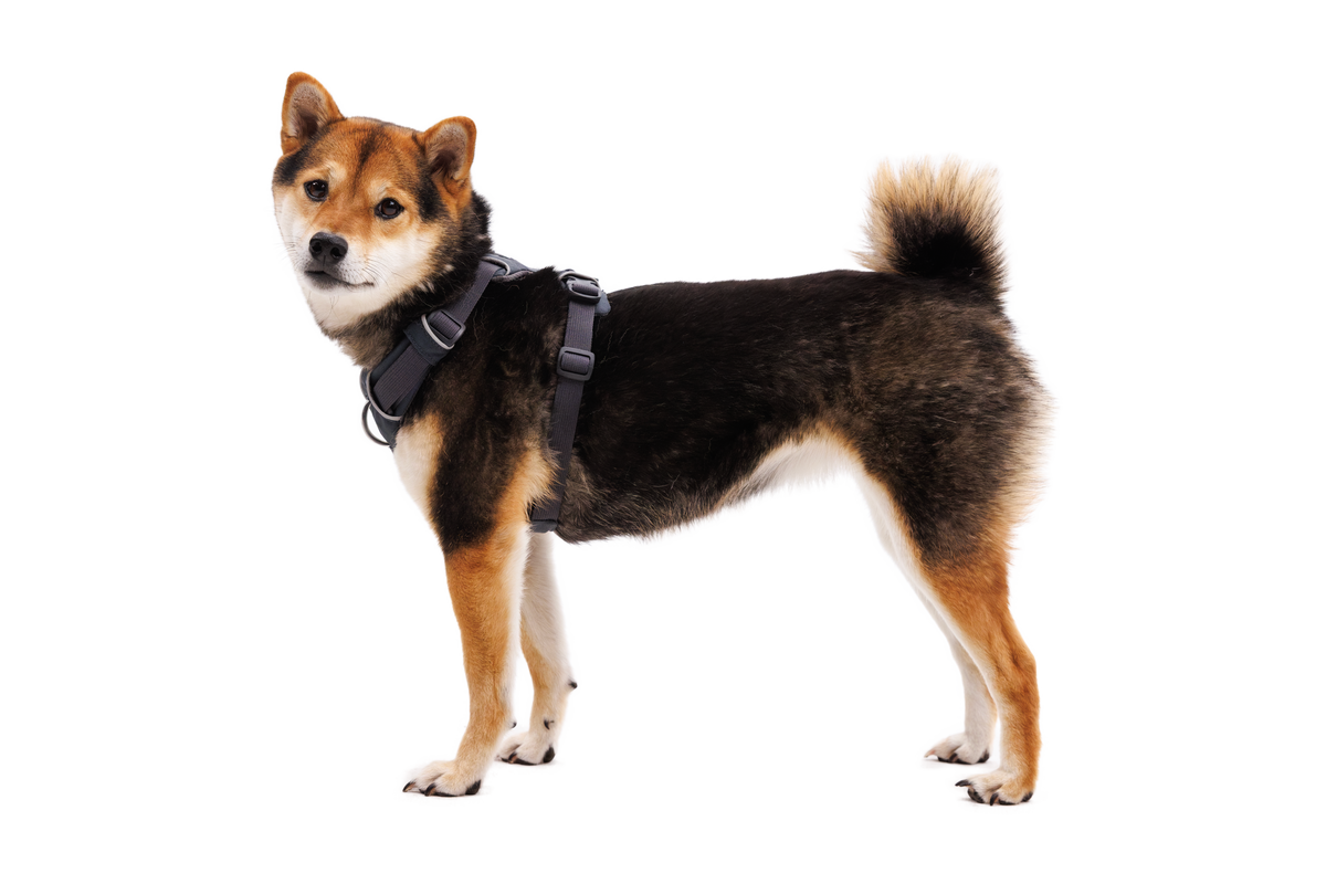 Front Range® Harness image 5