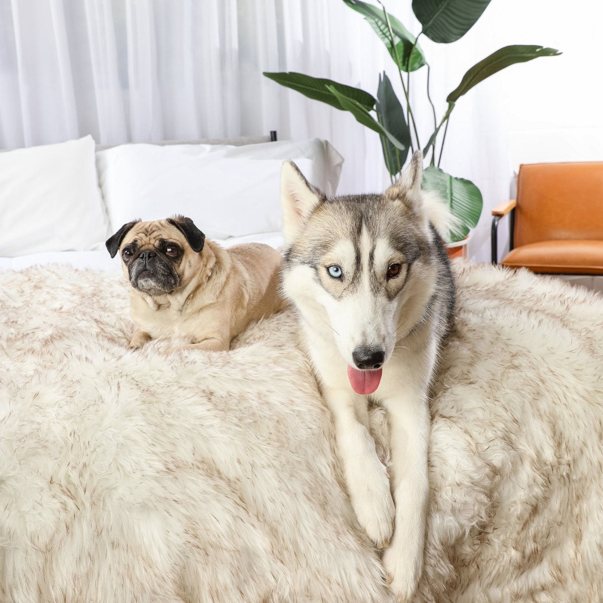 PupProtector™ Waterproof Throw Blanket - White with Brown Accents image 3