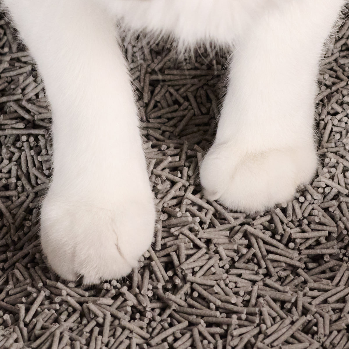 Really Great Cat Litter image 4