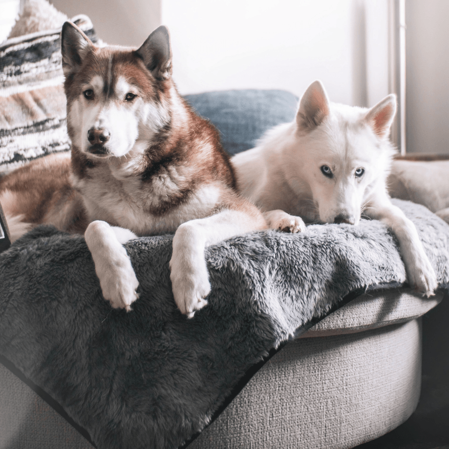 PupProtector™ Summer Short Fur Waterproof Throw Blanket - Charcoal Grey image 3