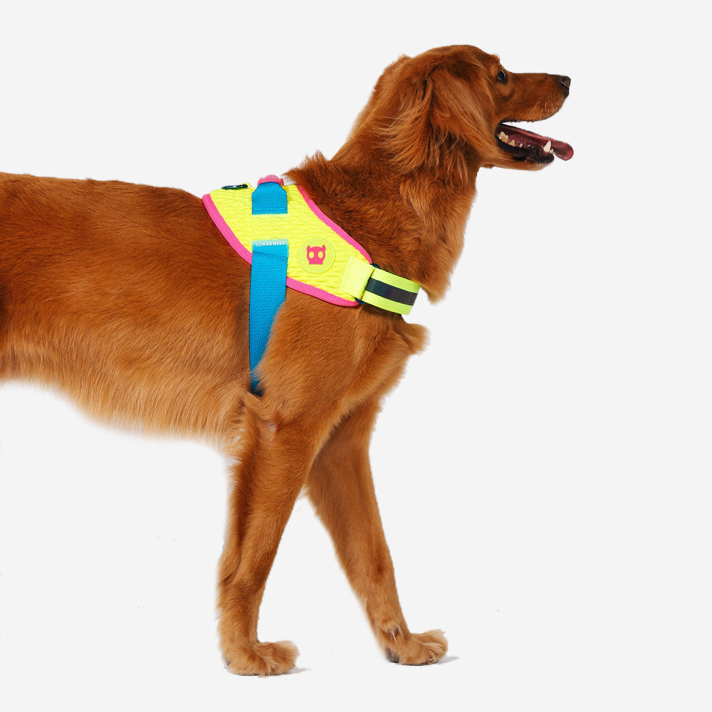 CMYK | FlyHarness image 2