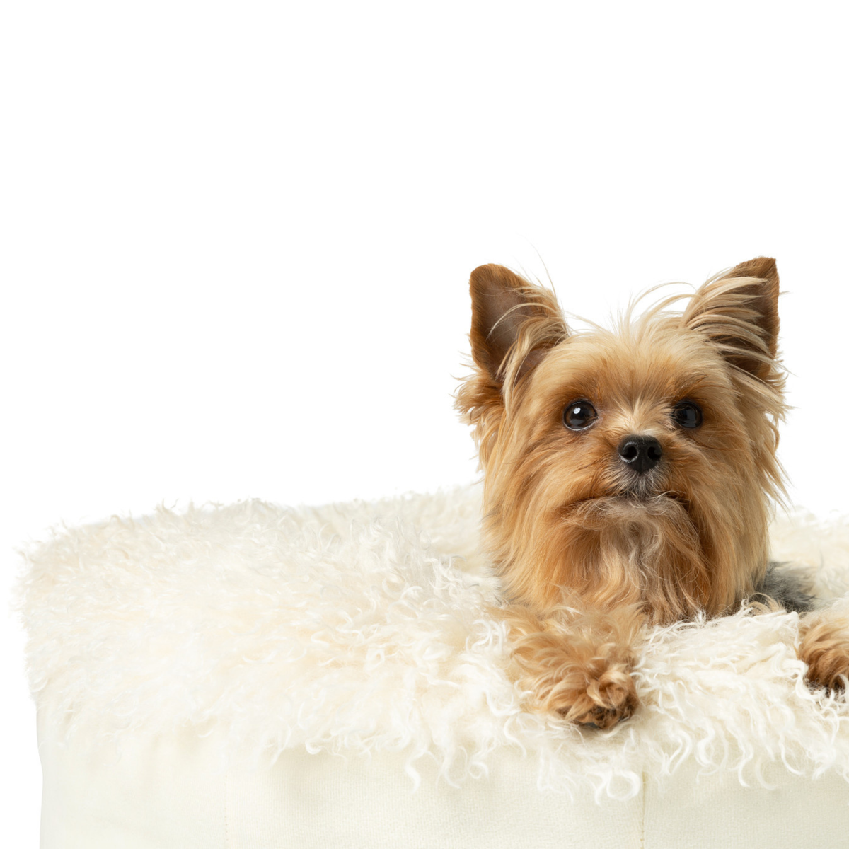 PupPouf™ Luxe Faux Fur Donut Dog Bed - Plush Sheep Ivory image 3