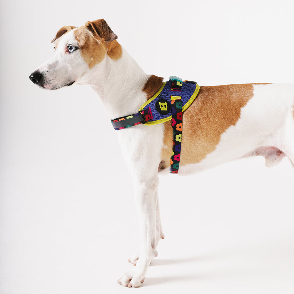 Samba | FlyHarness image 5