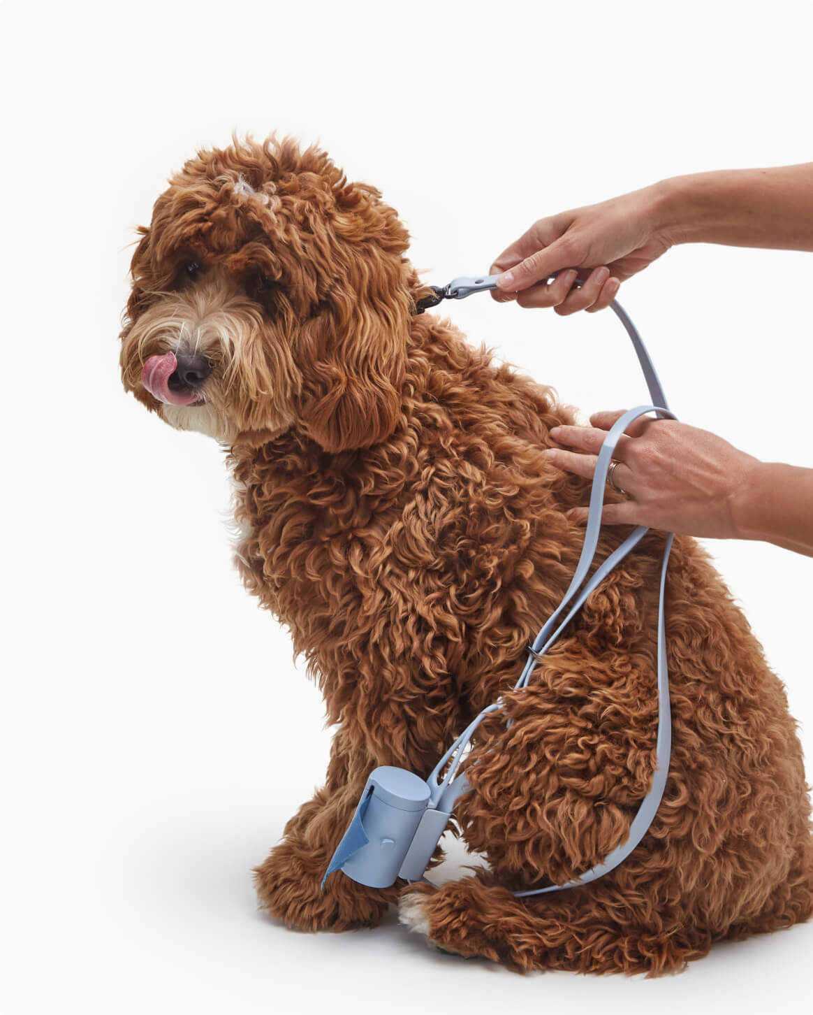 Signature Leash image 2