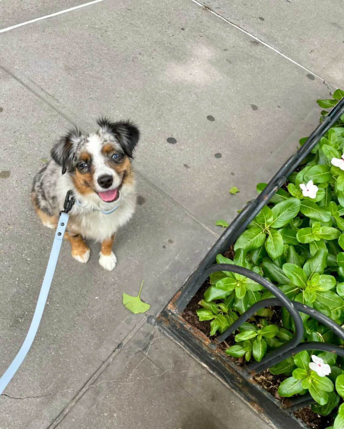 Signature Leash image 5