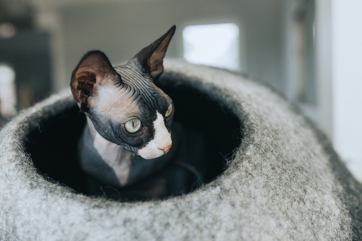 Skyline Cat Cave image 3