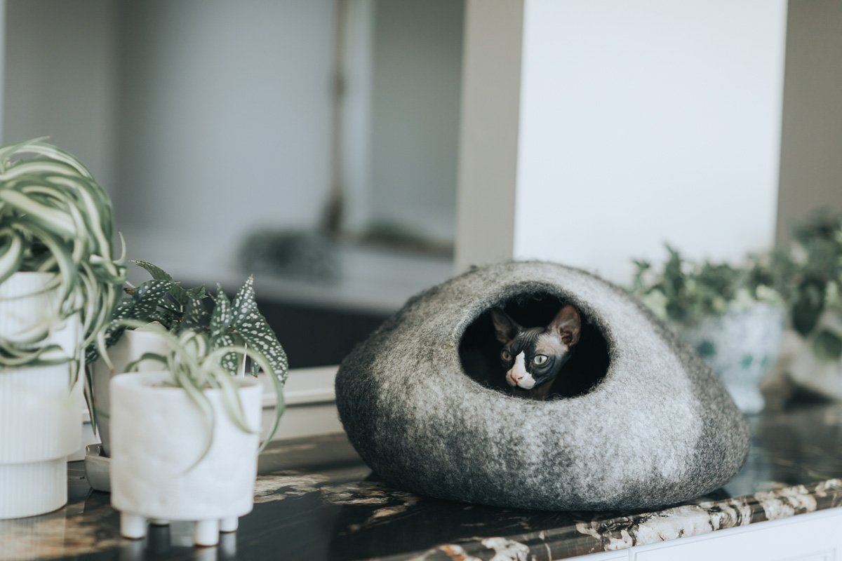 Skyline Cat Cave image 5