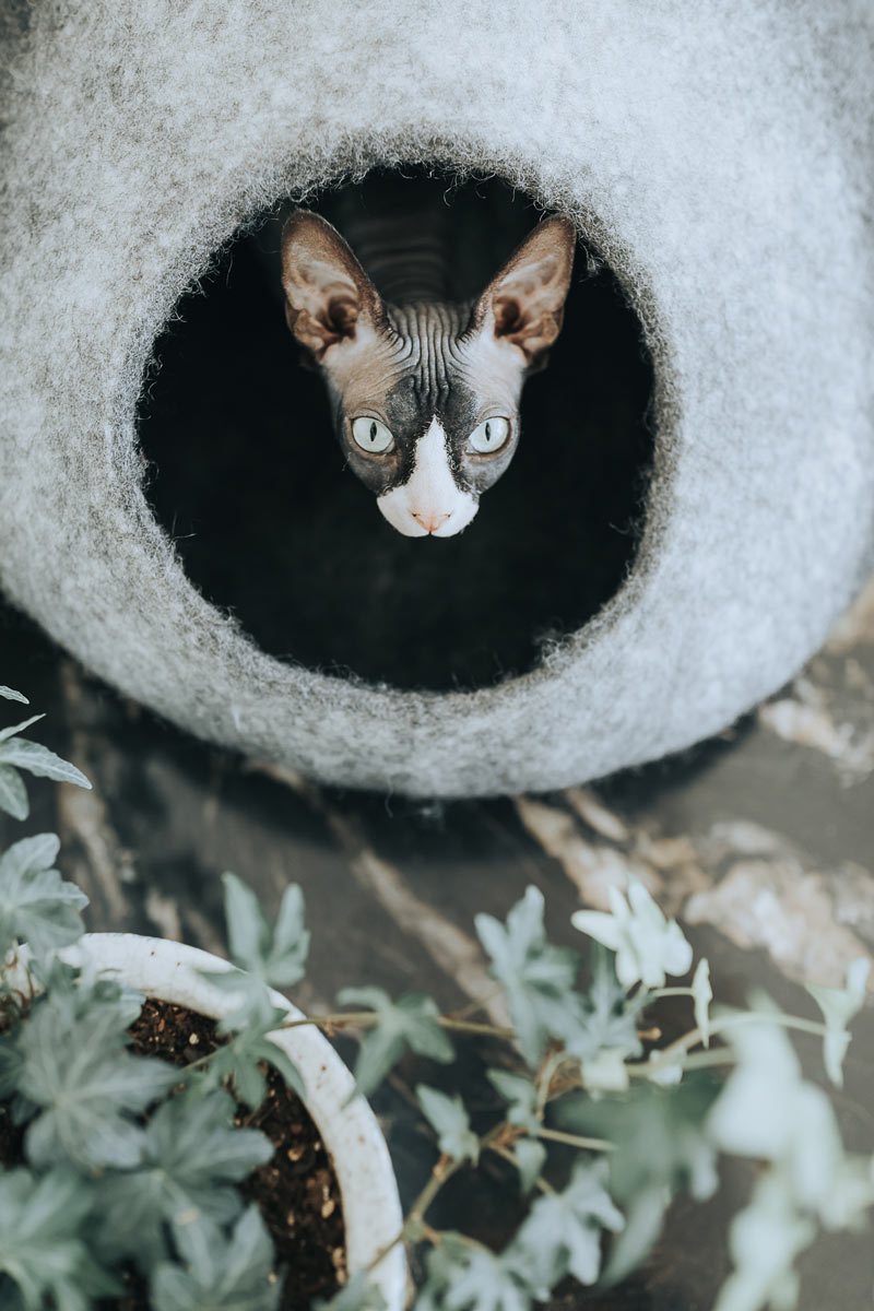 Skyline Cat Cave image 4