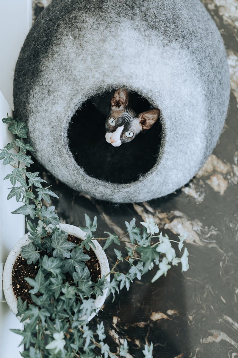 Skyline Cat Cave image 2