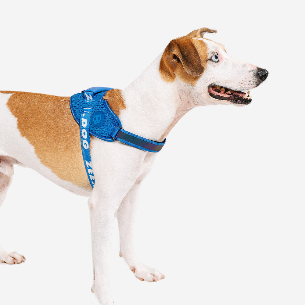 Slam Dunk | FlyHarness image 2