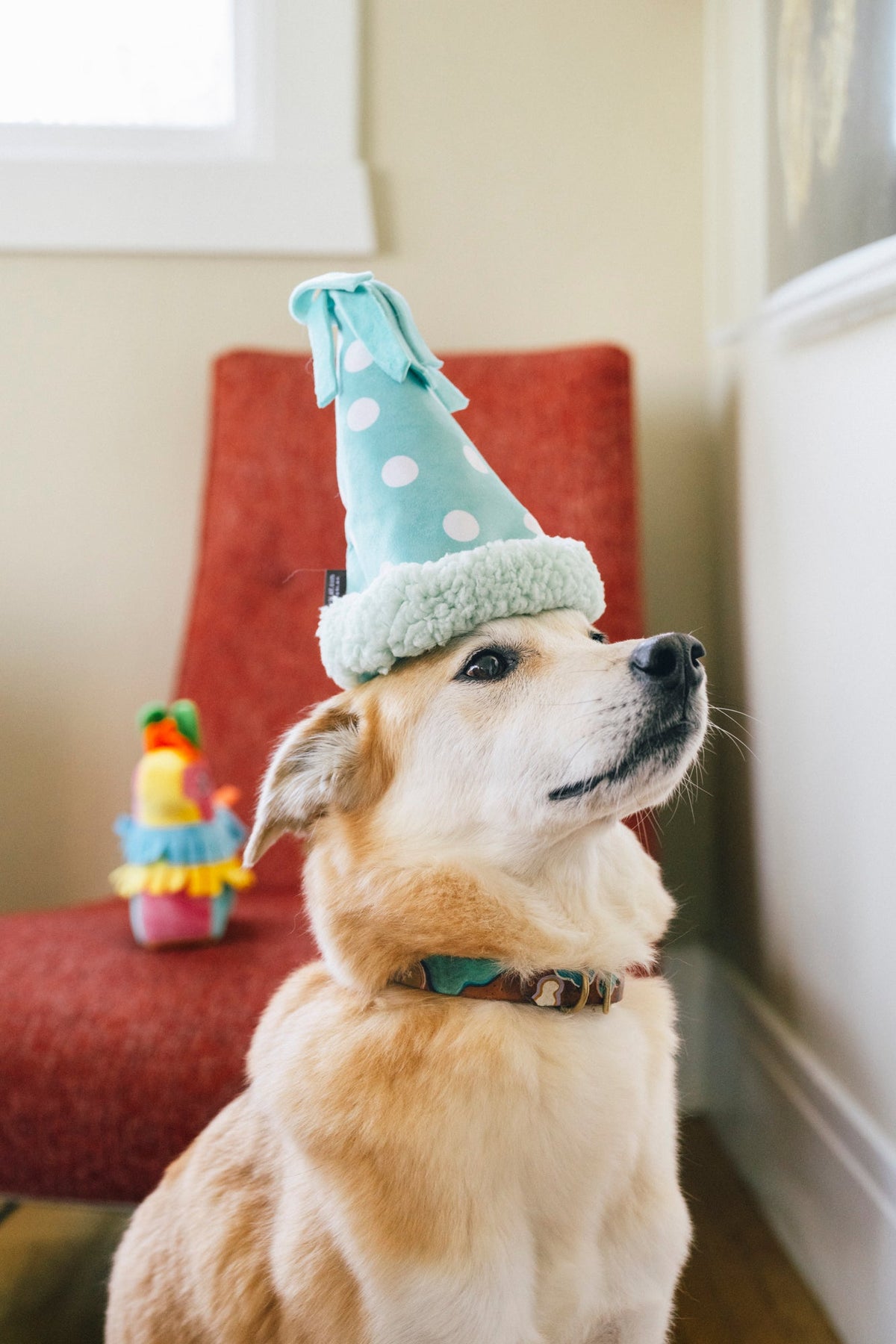 Party Animal Collection image 2